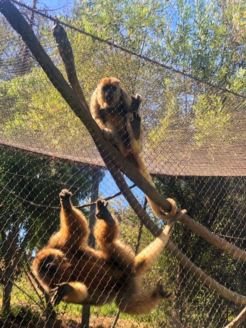 Black Howler Monkeys
