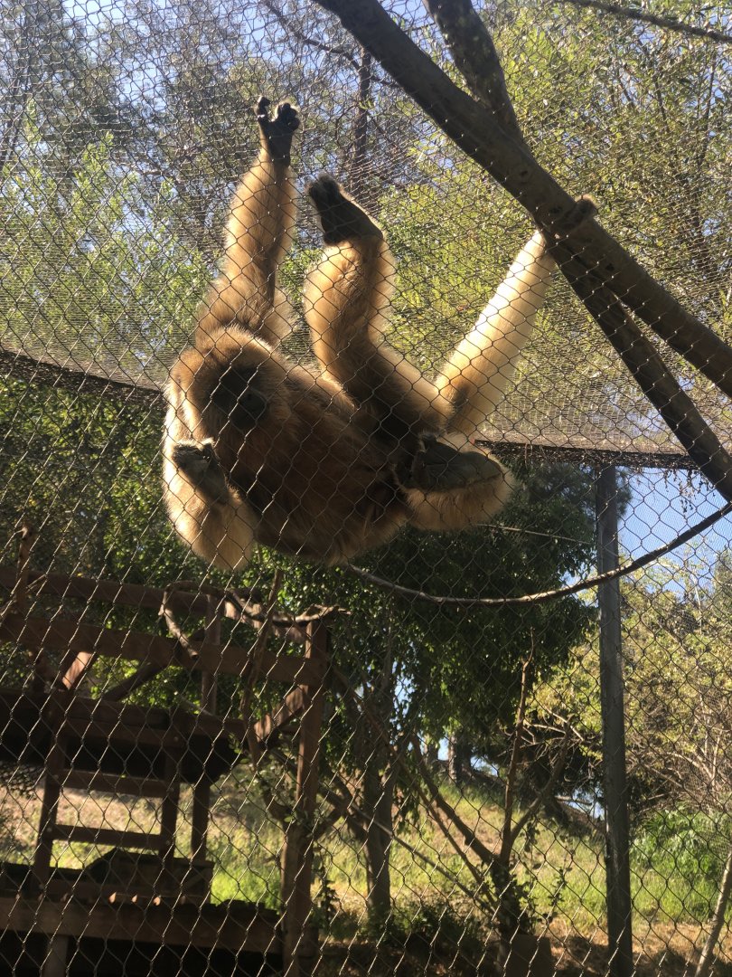 Black Howler Monkeys