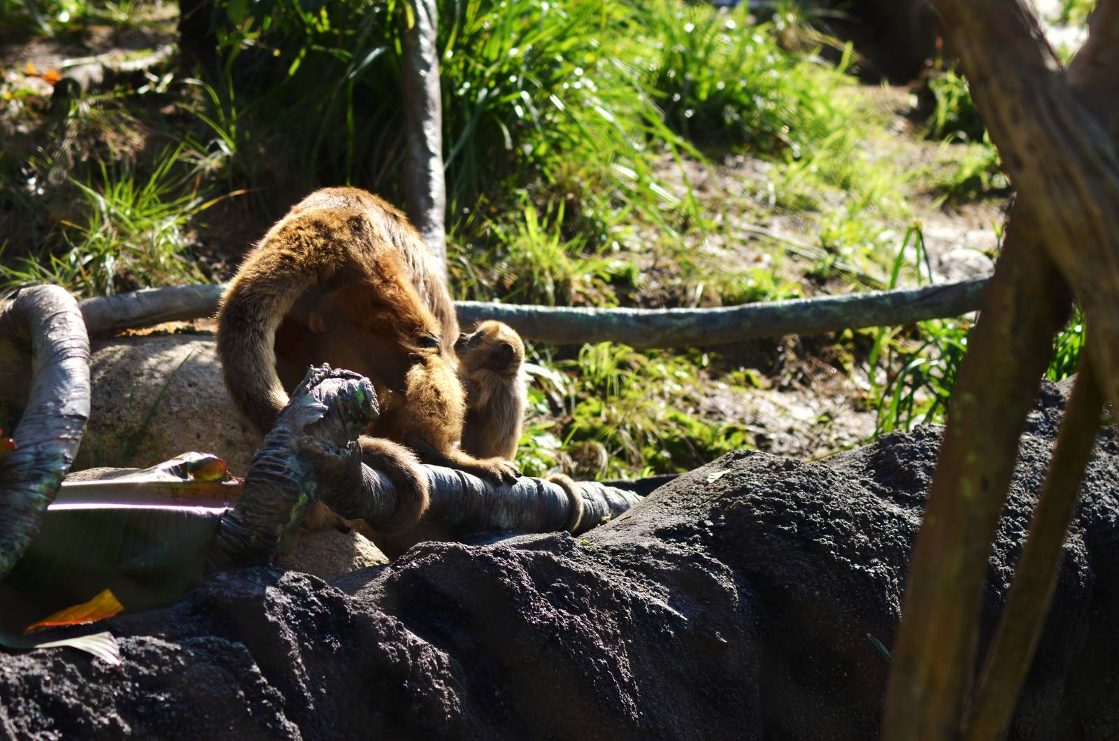 Black Howler Mother and Baby