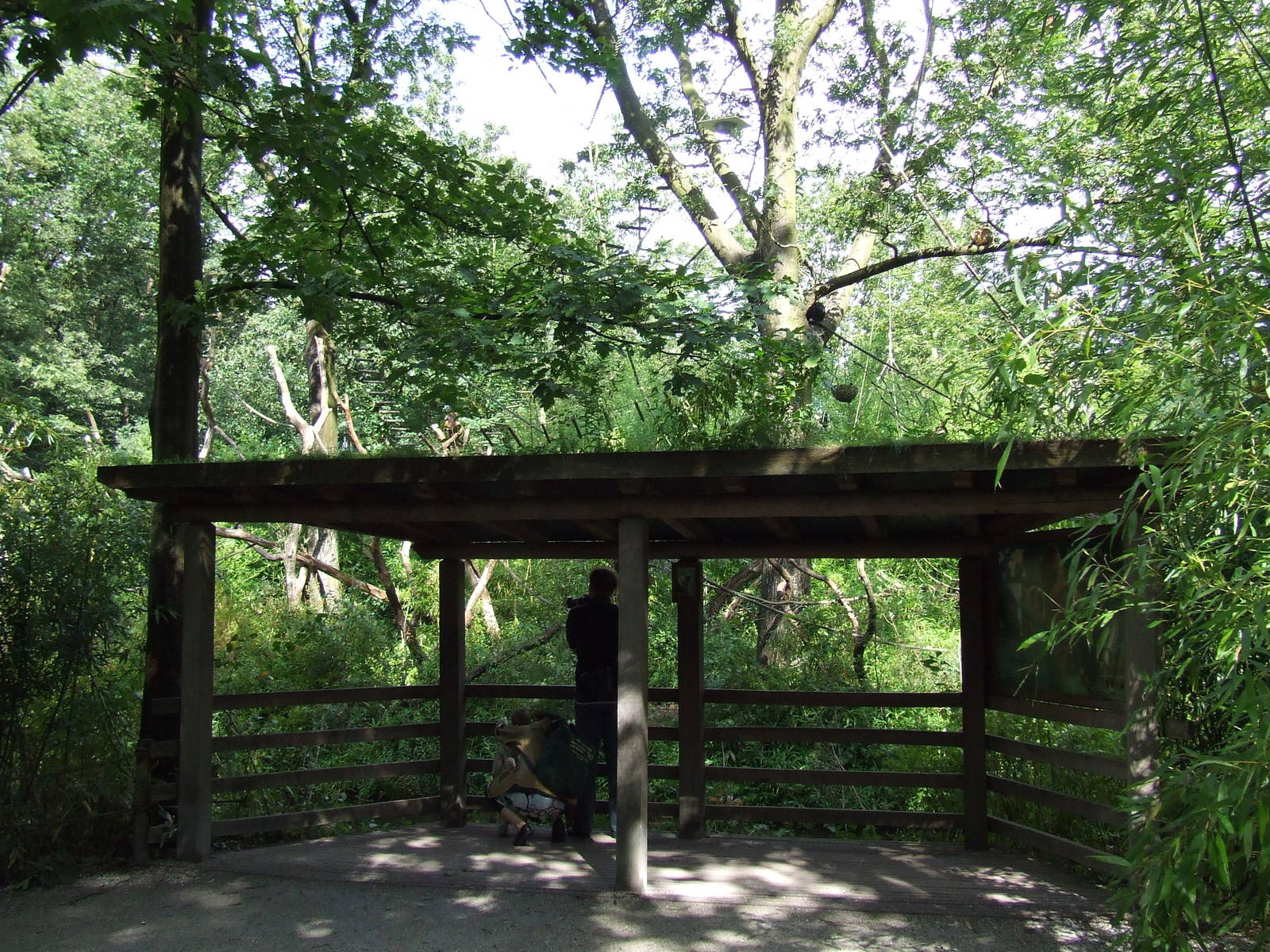 Black Howler viewing