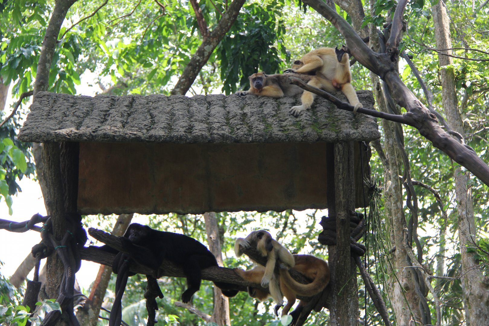 black howlers (Alouatta caraya)
