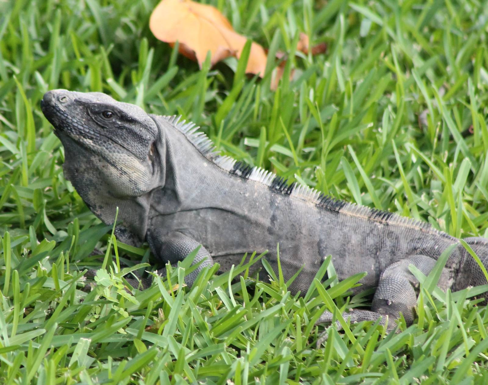 Black iguana adult