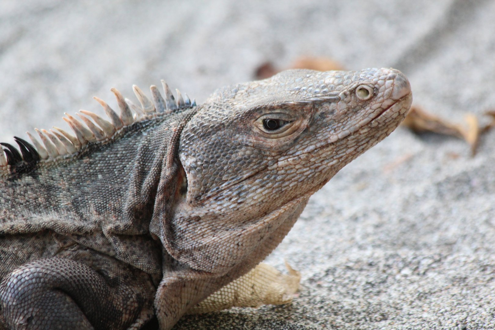 Black Iguana - Apr 2019