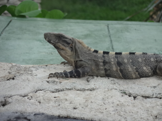 Black iguana - Cancún, QR Mexico