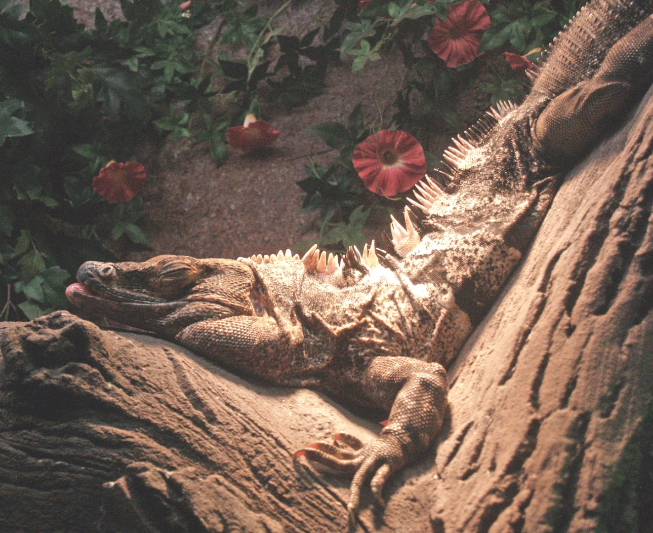 Black iguana (Ctenosaura similis), 2009-04-14