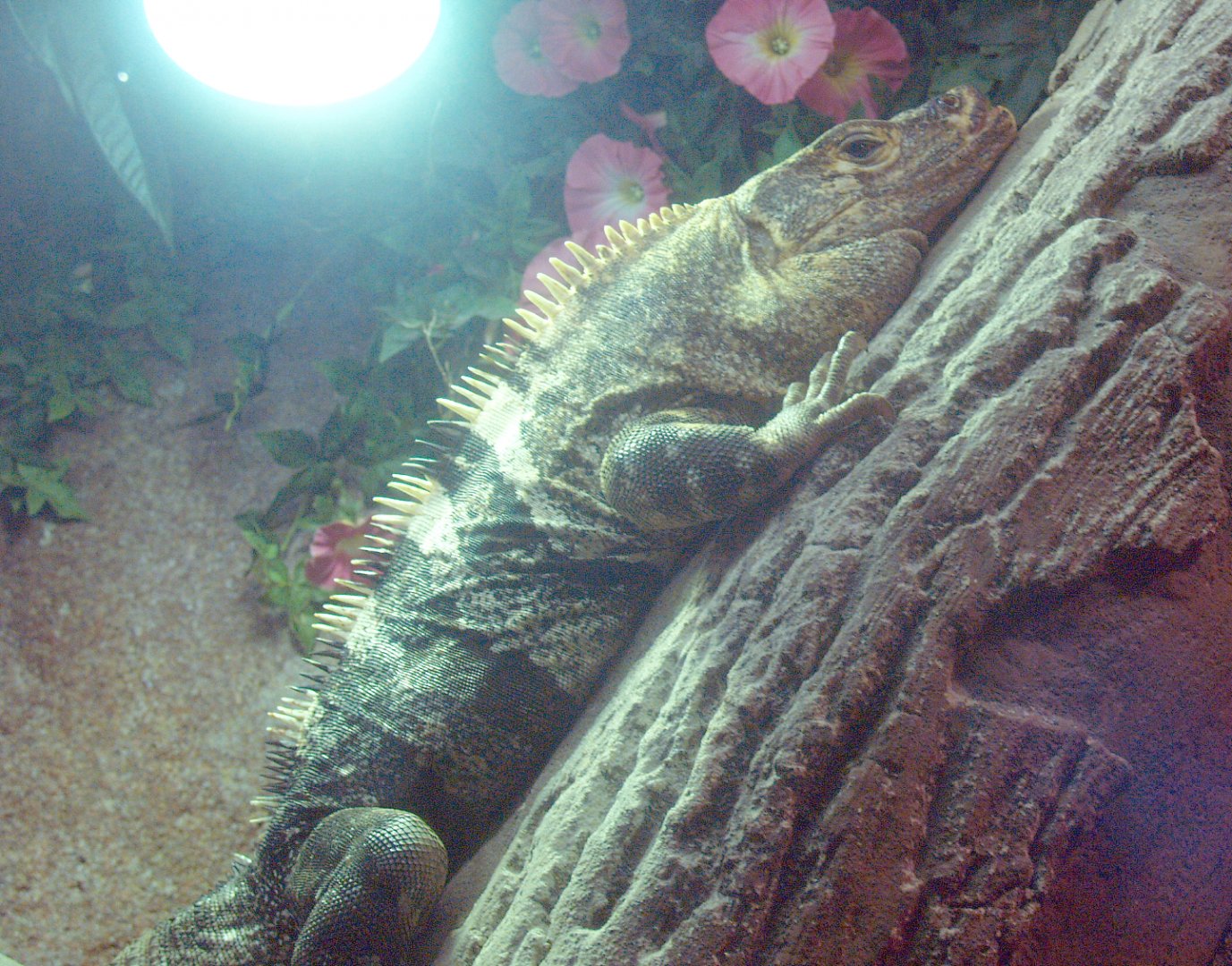 Black iguana (Ctenosaura similis), 2014-02-16