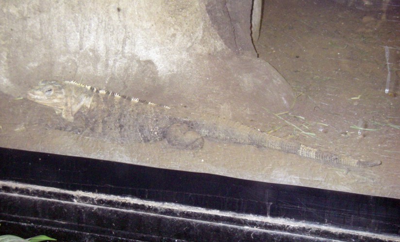 Black Iguana (Ctenosaura similis)