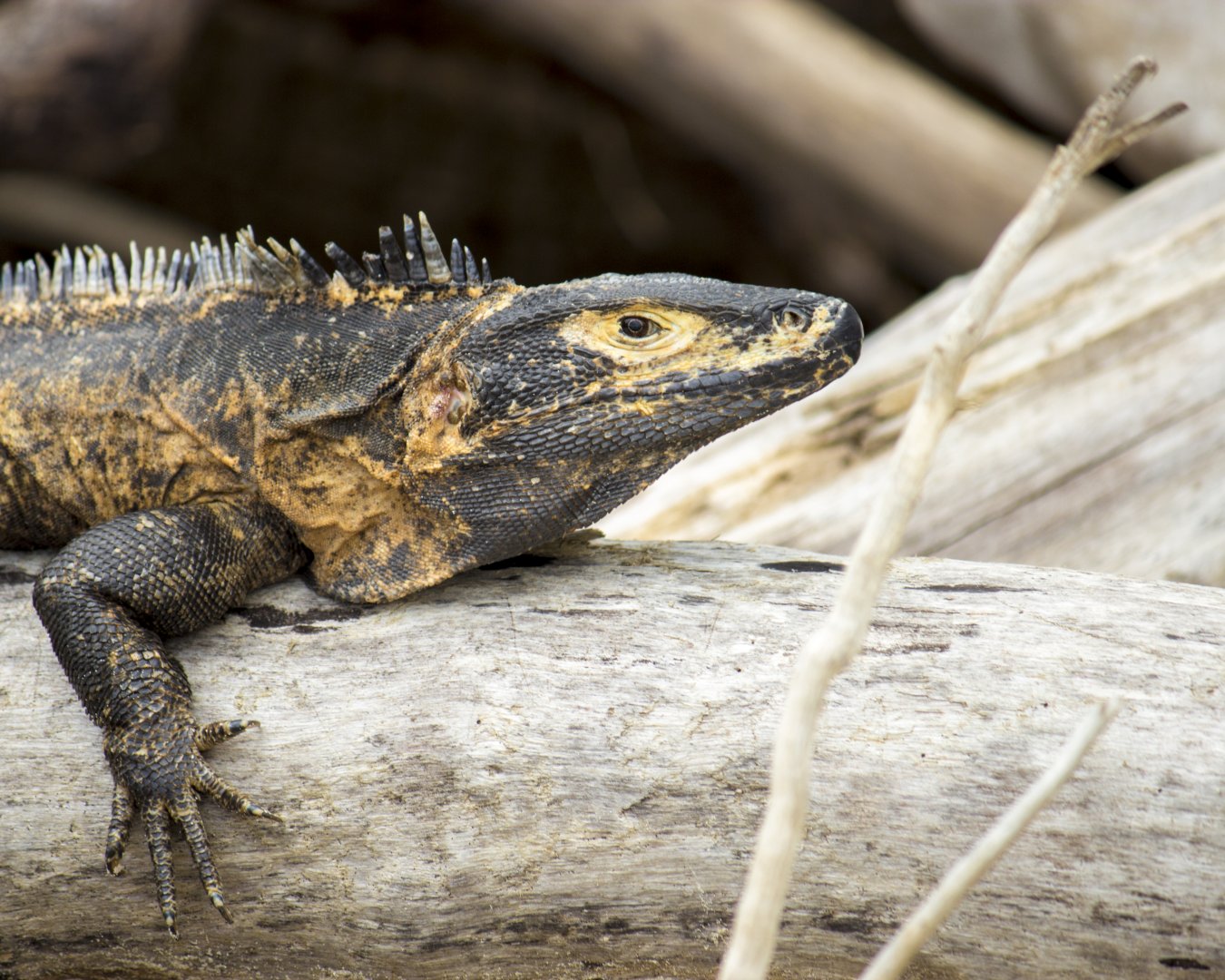 Black iguana, Ctenosaura similis