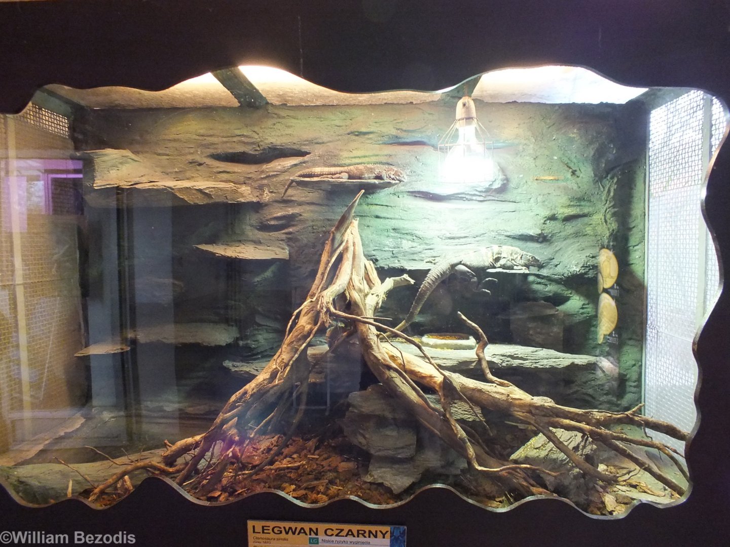 Black Iguana Enclosure - Wroclaw Zoo Terrarium