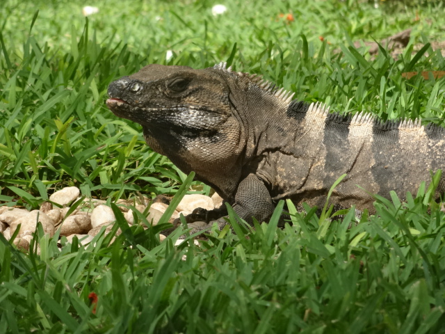 Black iguana - Isla mujeres, QR Mexico