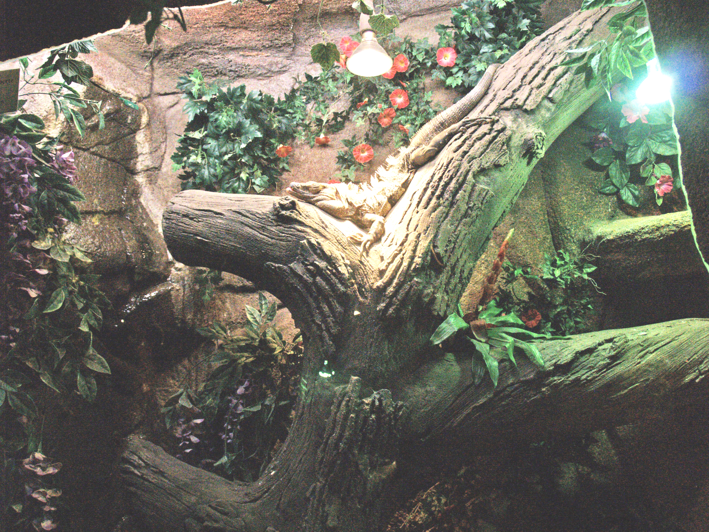 Black iguana terrarium, 2009-04-14