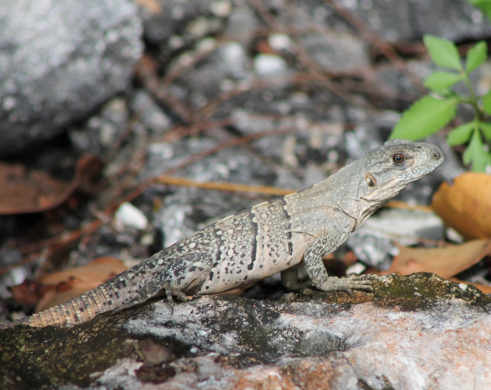 Black iguana young