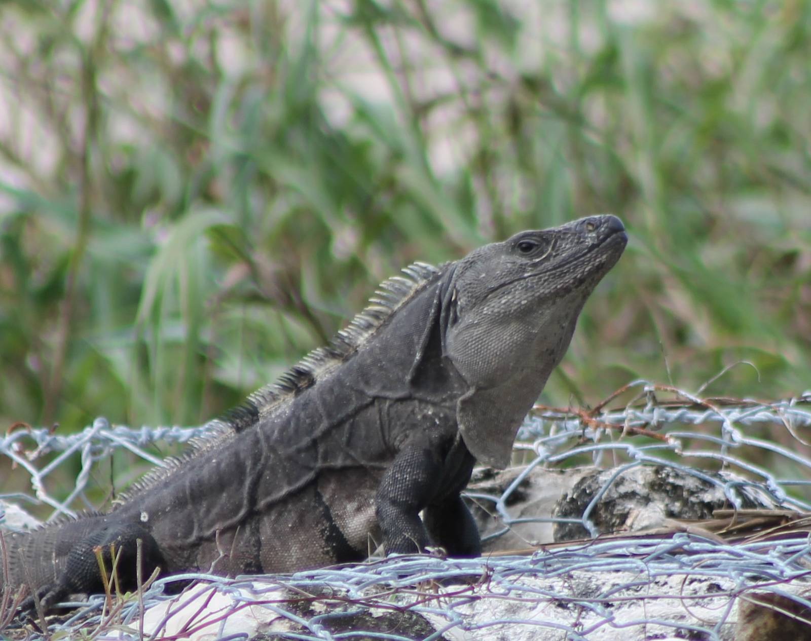 Black iguana