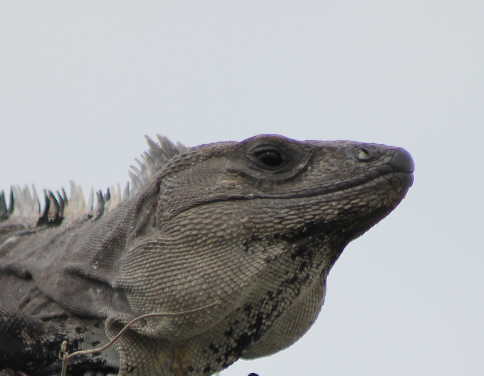 Black iguana