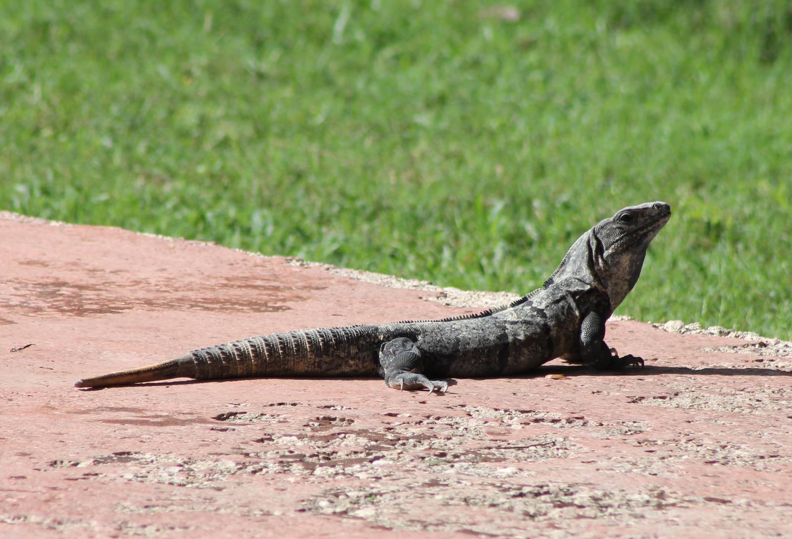 Black iguana