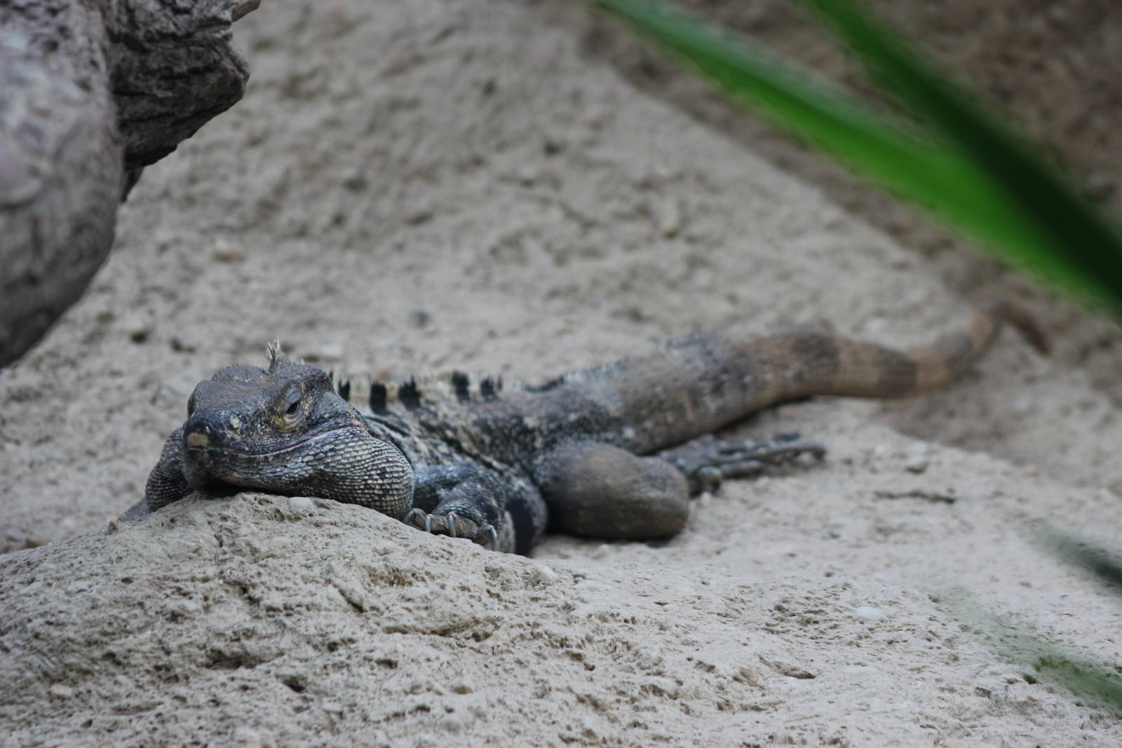 Black iguana