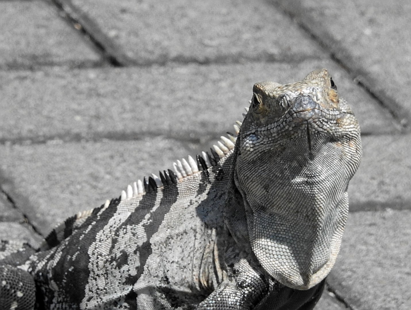 Black Iguana