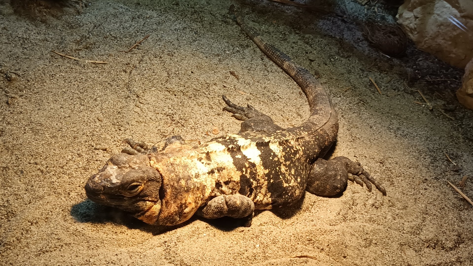Black Iguana
