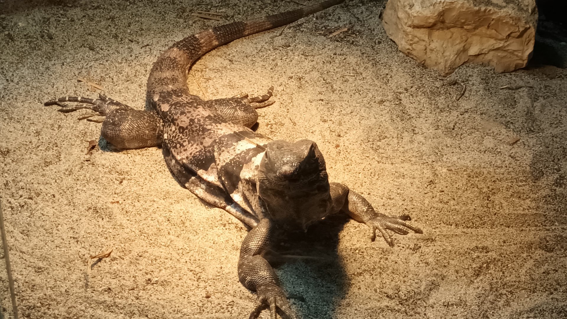 Black Iguana