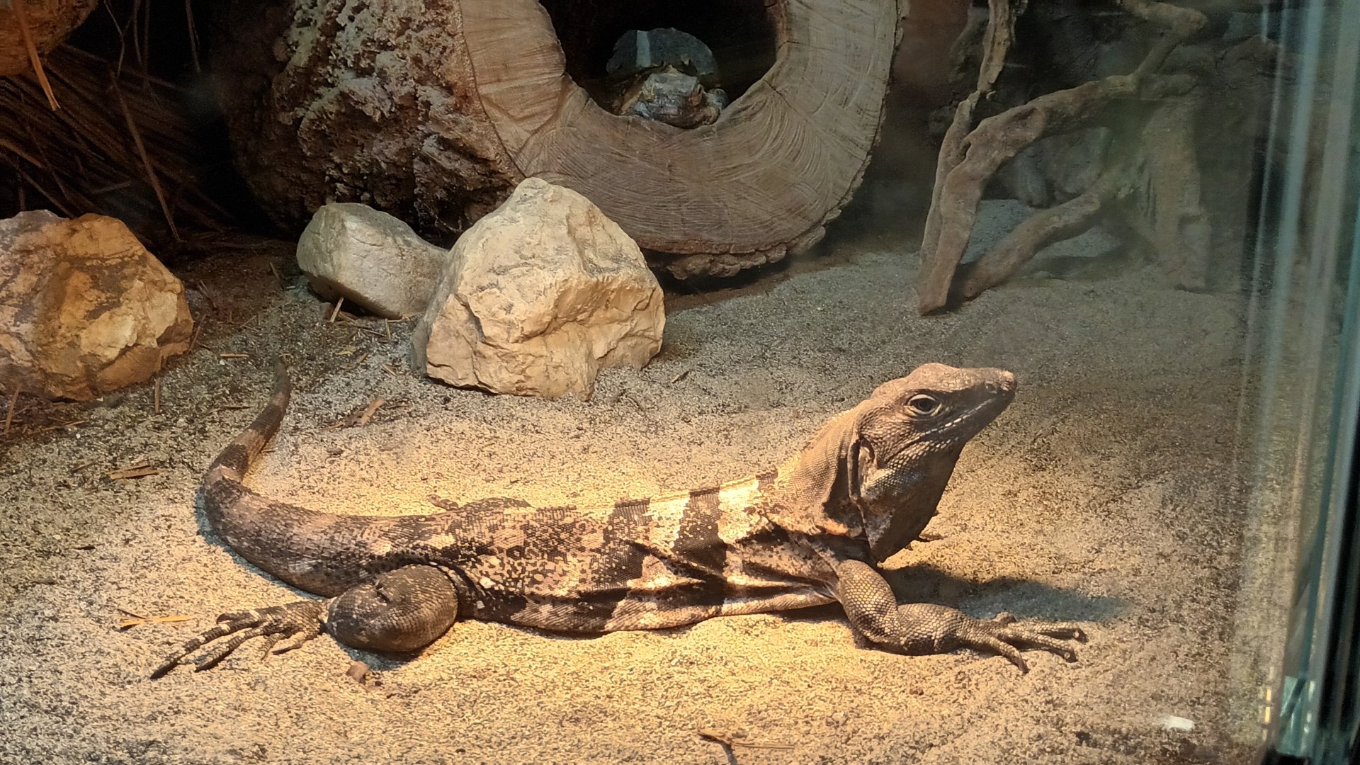 Black Iguana
