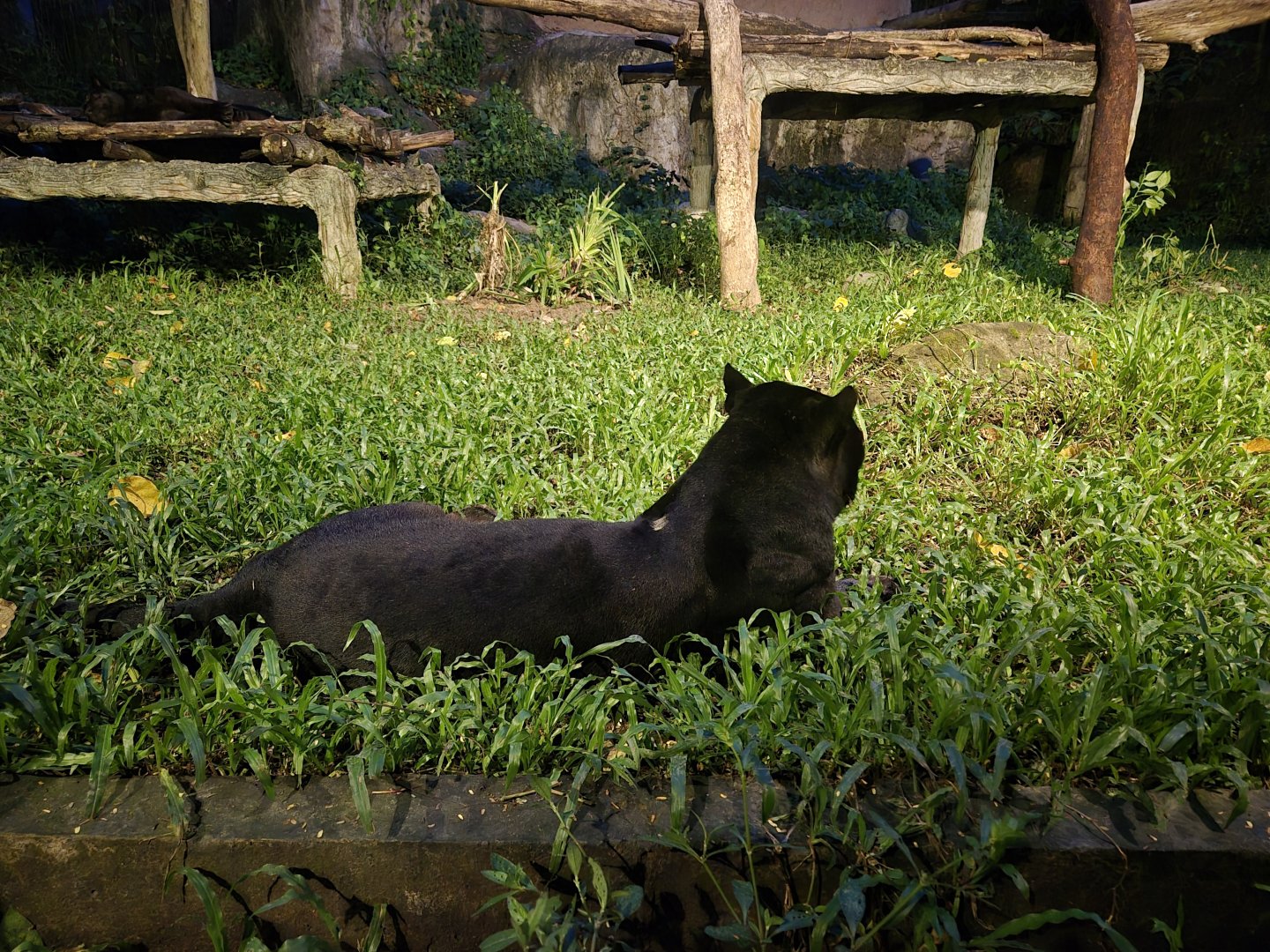Black Indochinese Leopard