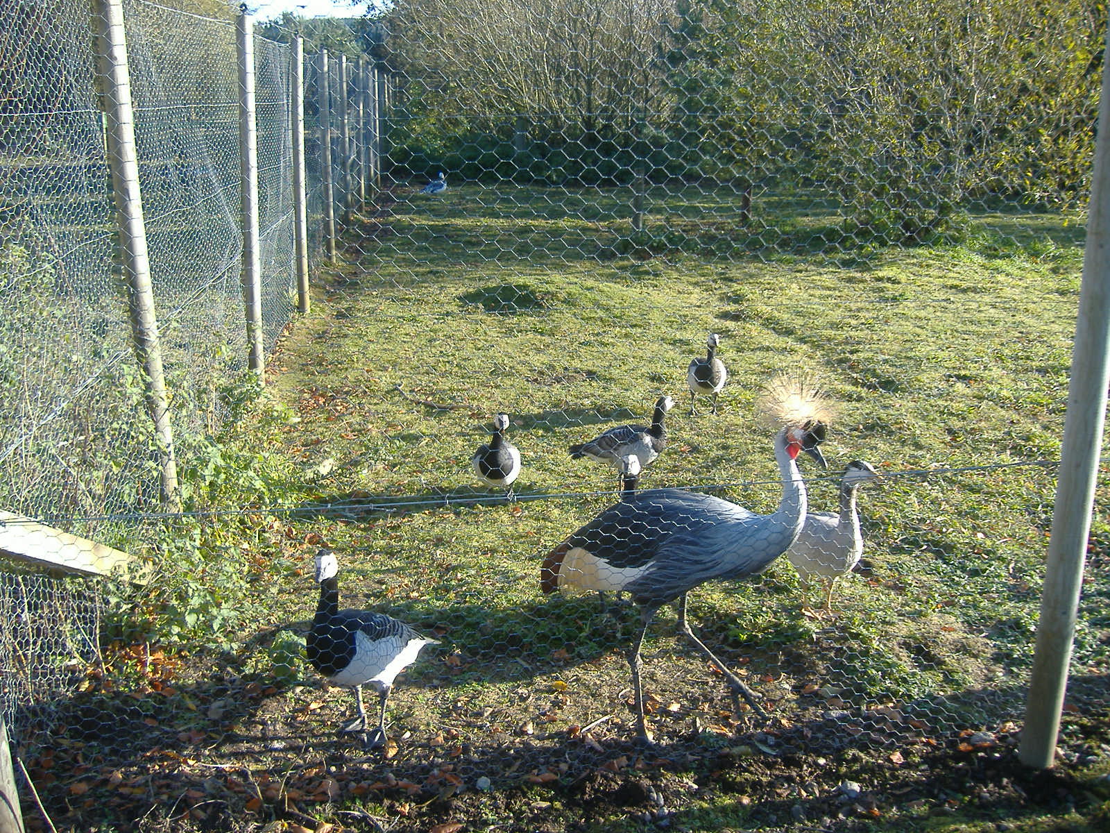 Black Isle Wildlife Park November 2008