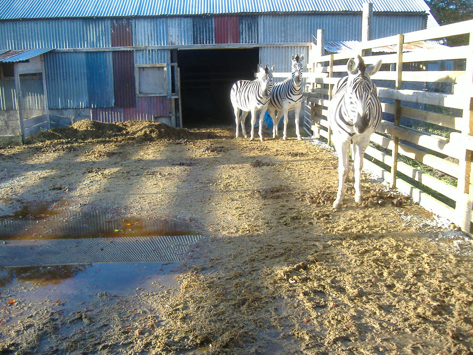 Black Isle Wildlife Park November 2008