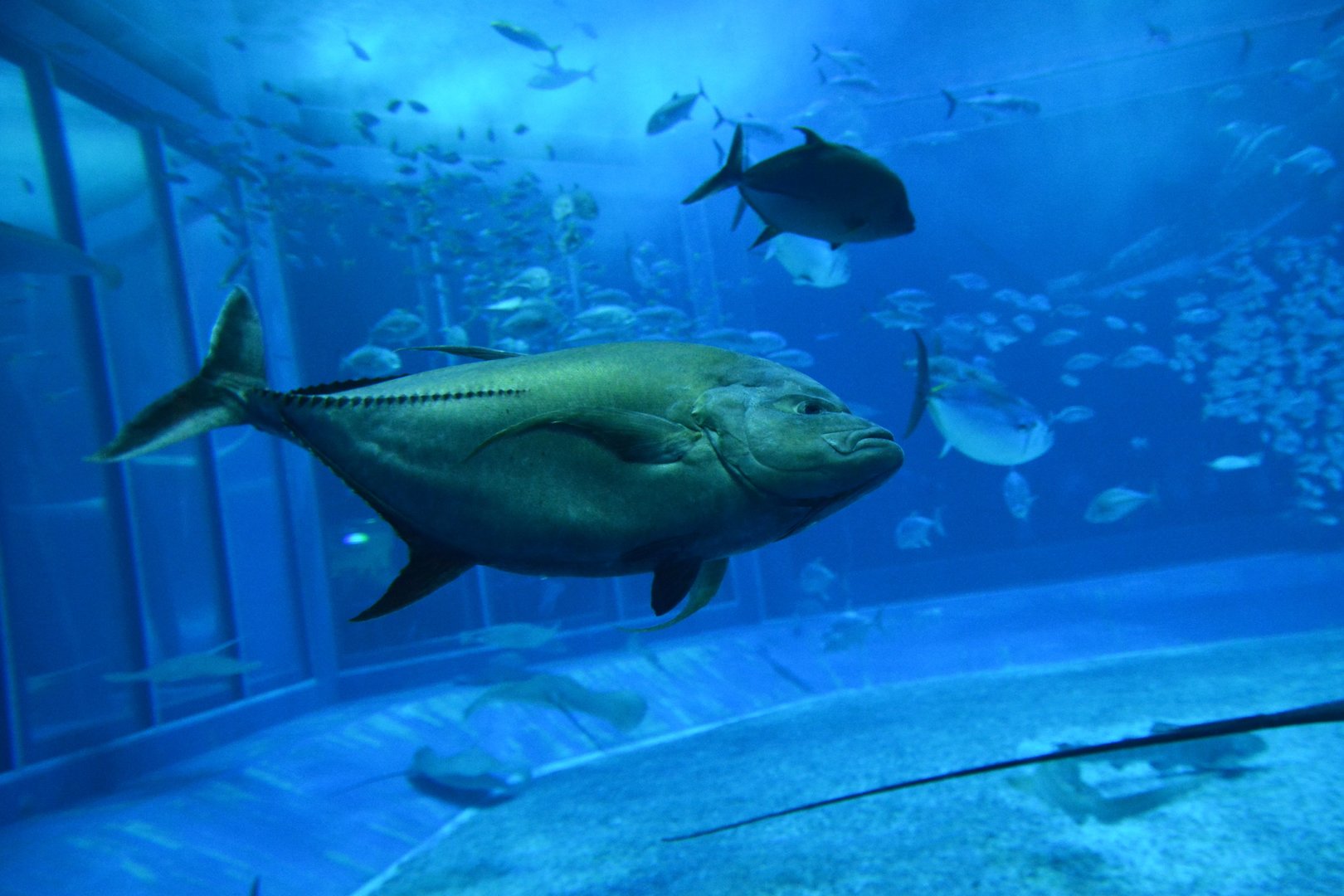 Black jack (Caranx lugubris)