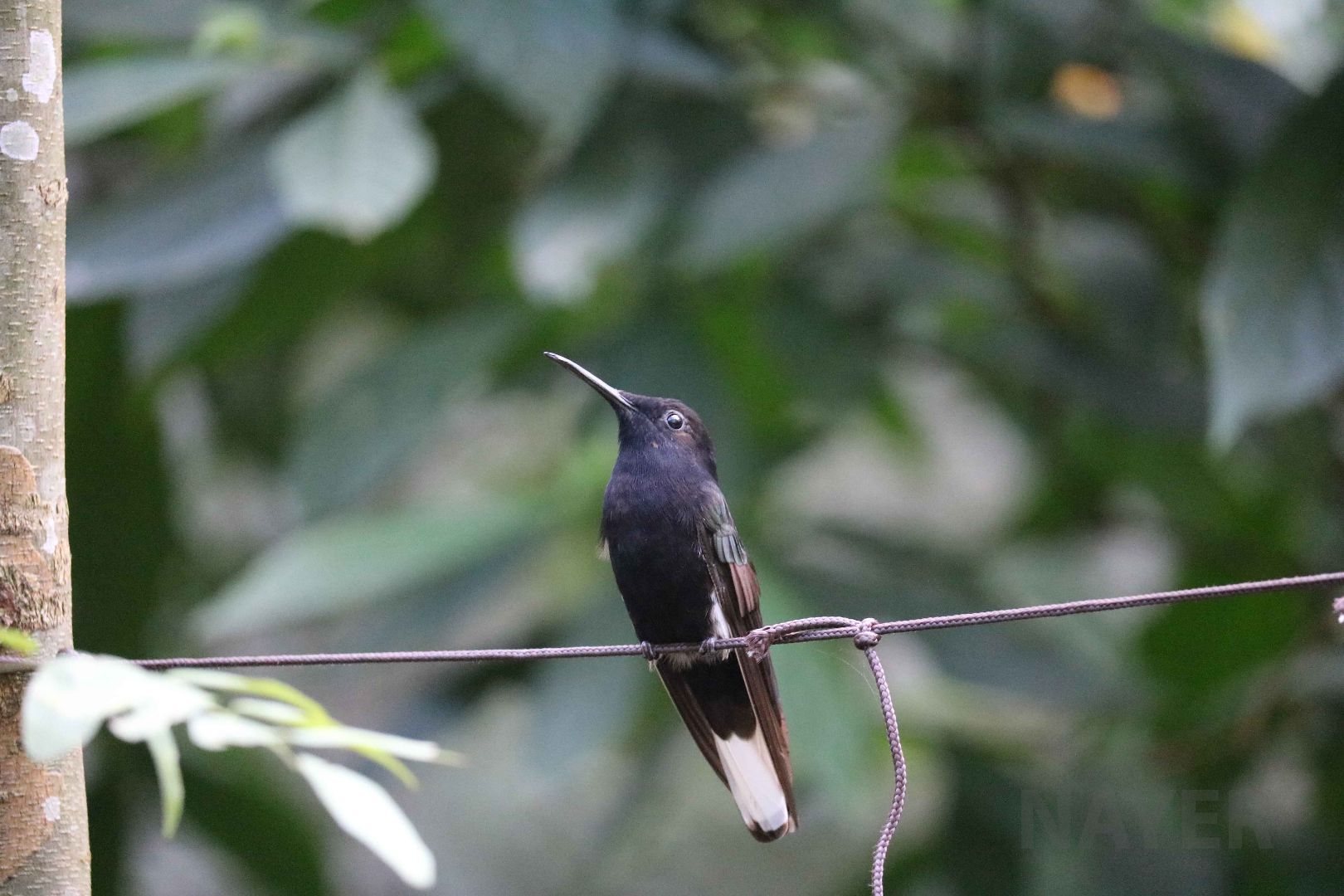 Black jacobin, April 2016