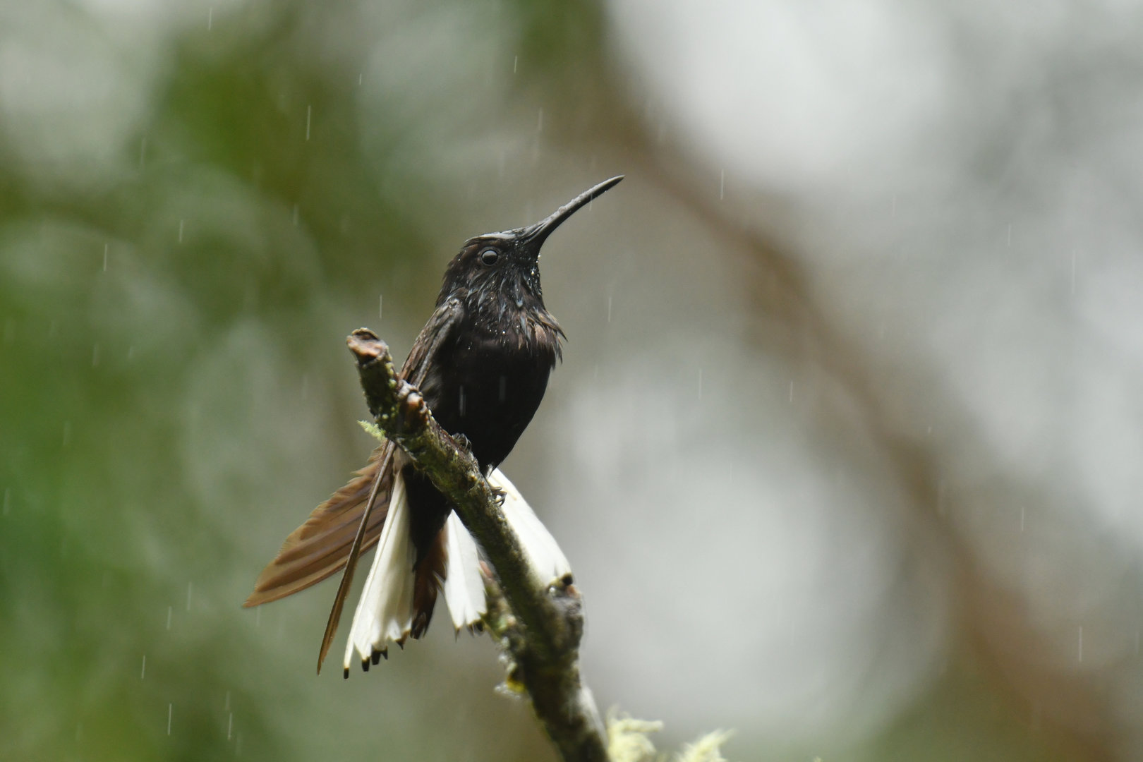 Black Jacobin Florisuga fusca