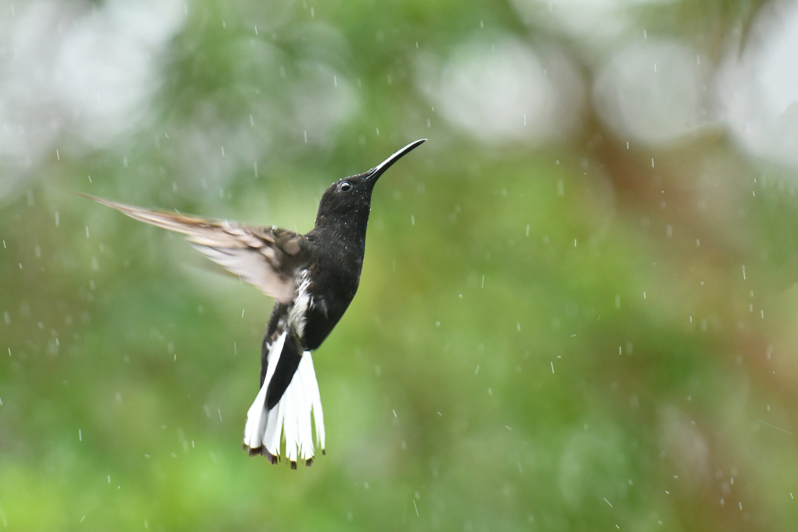 Black Jacobin Florisuga fusca