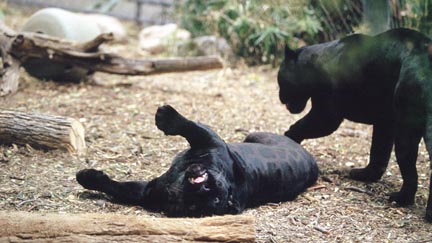 black jags at RPZ, April 09