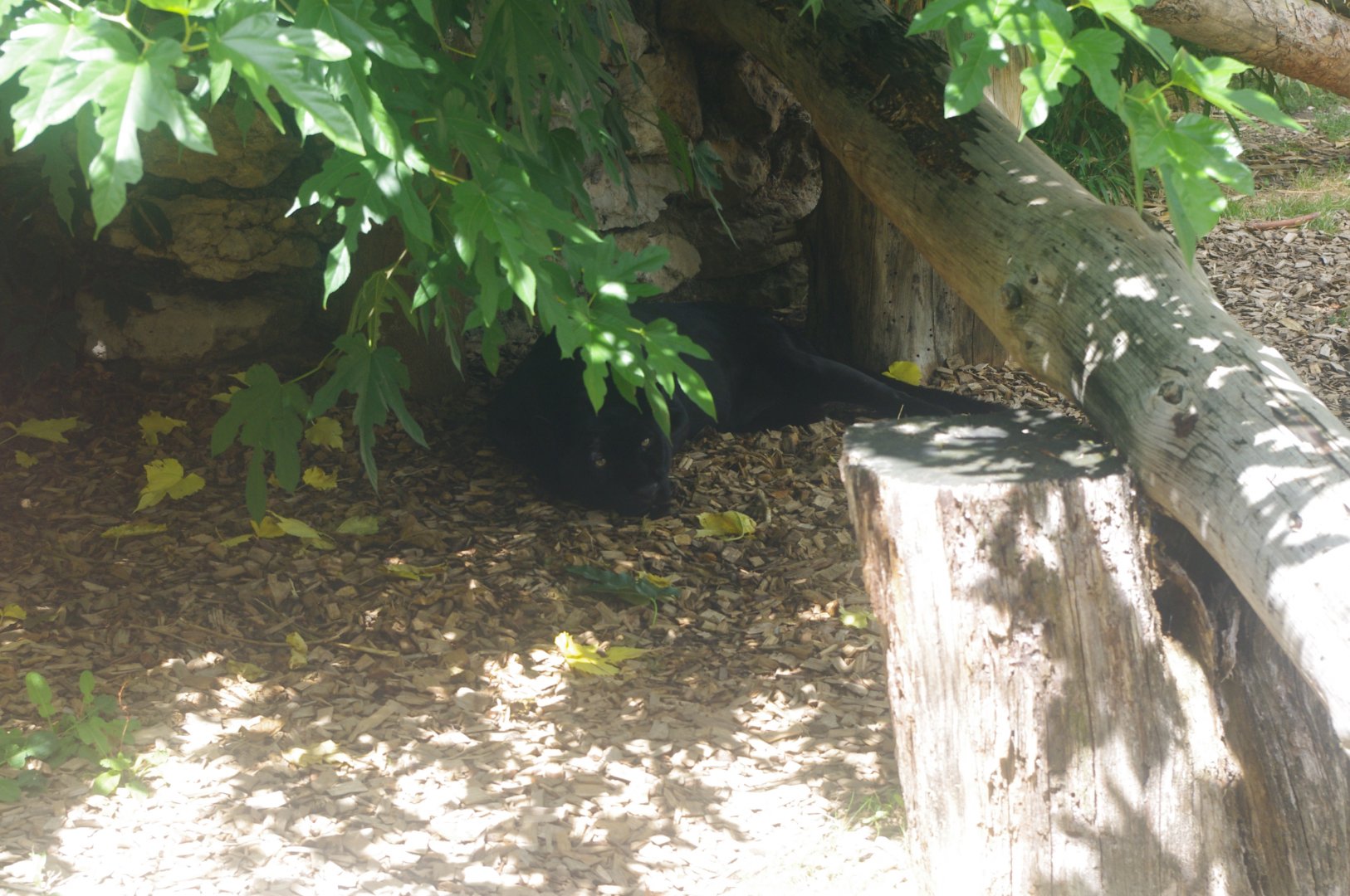 Black Jaguar- 20/8/2022