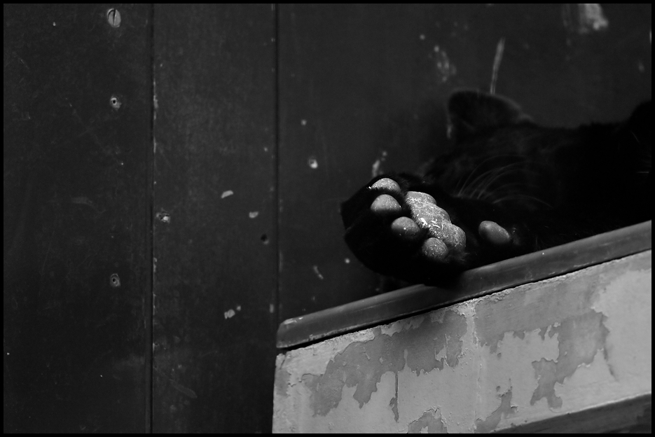 Black Jaguar at Berlin Zoo