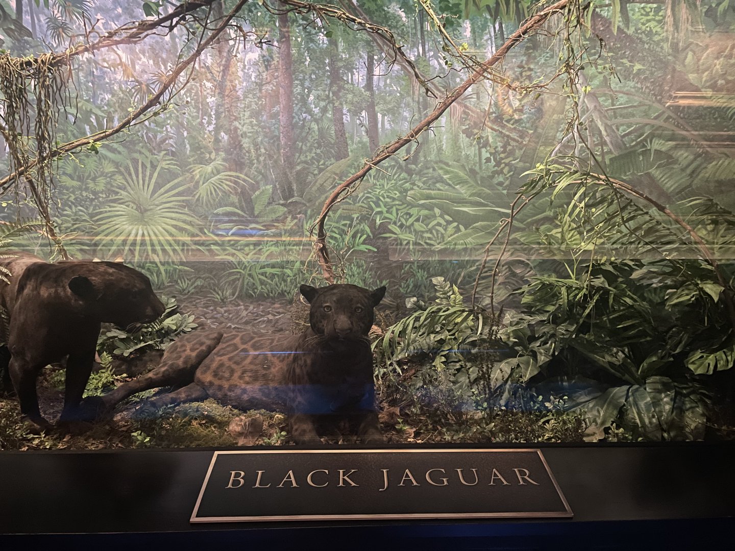 Black Jaguar Diorama
