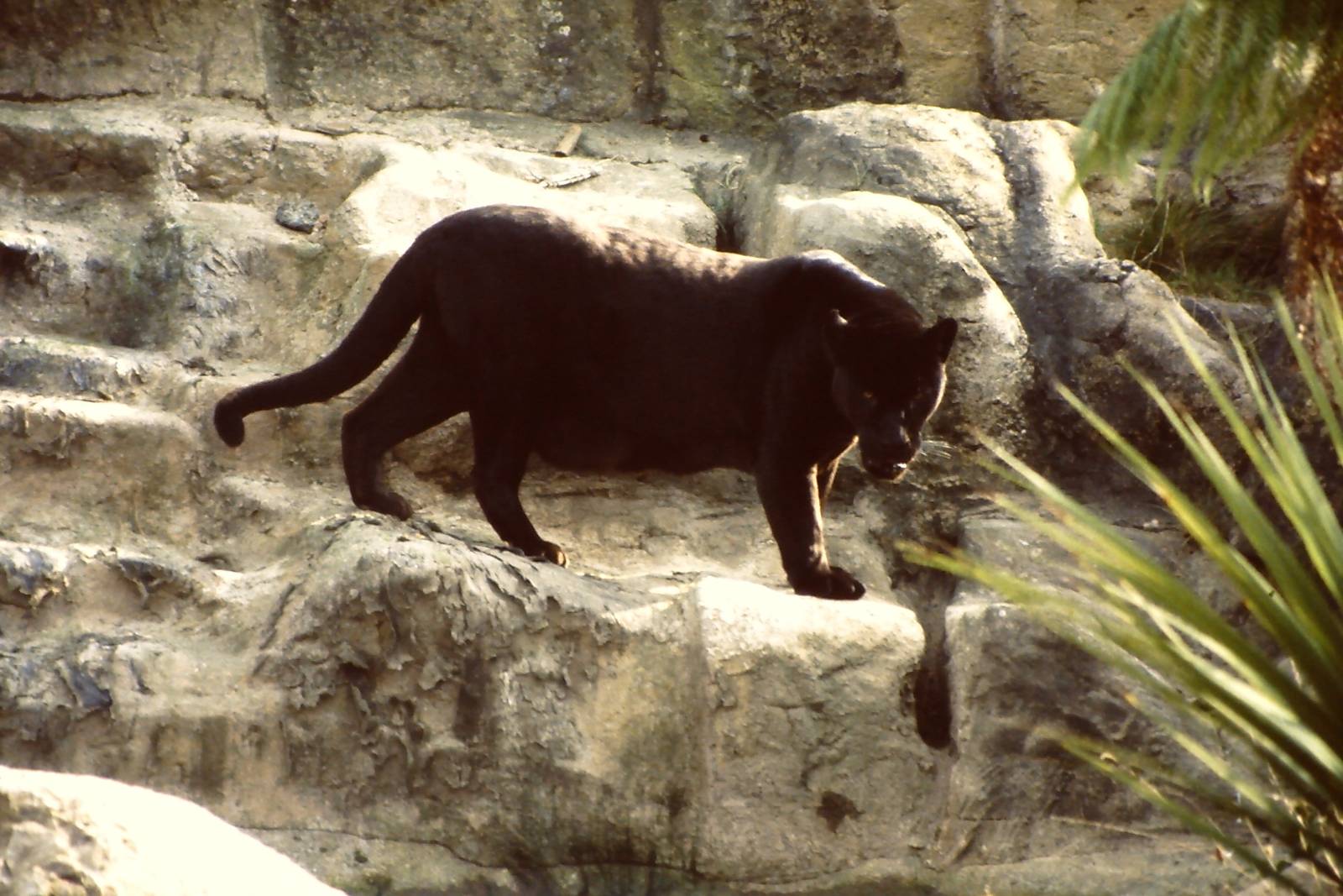 Black Jaguar Ebony Chester Zoo 9th October 2002