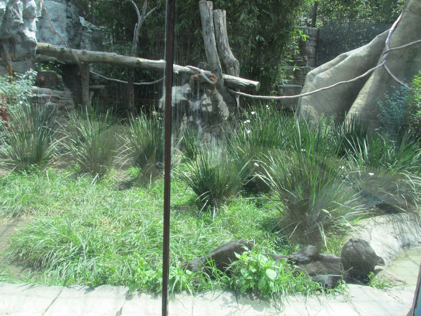 black jaguar enclousure