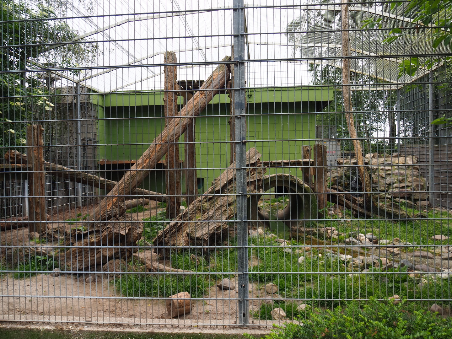 Black jaguar exhibit, 2019-05-25