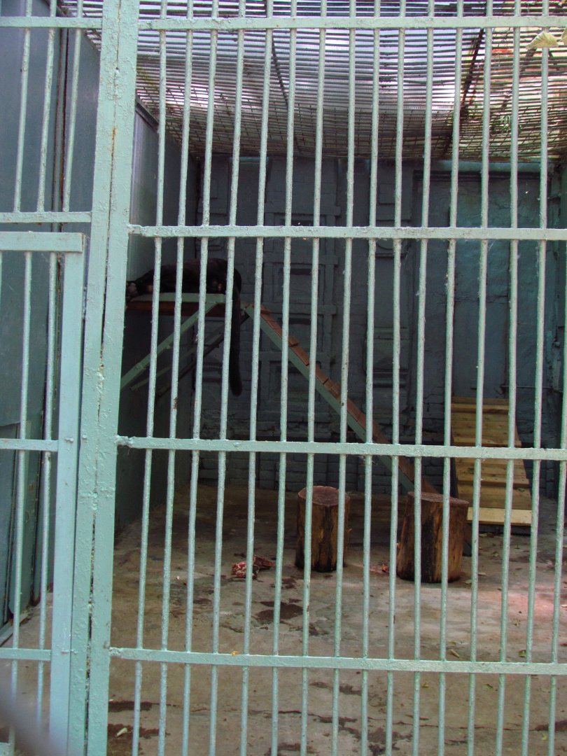 Black jaguar exhibit