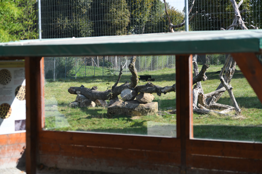 black jaguar exhibit