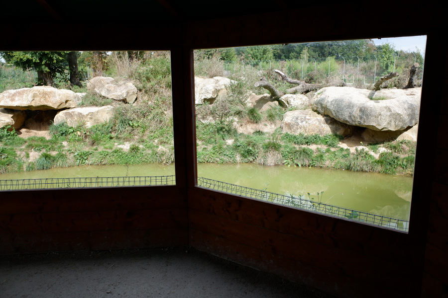 black jaguar exhibit