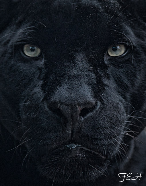 black jaguar face
