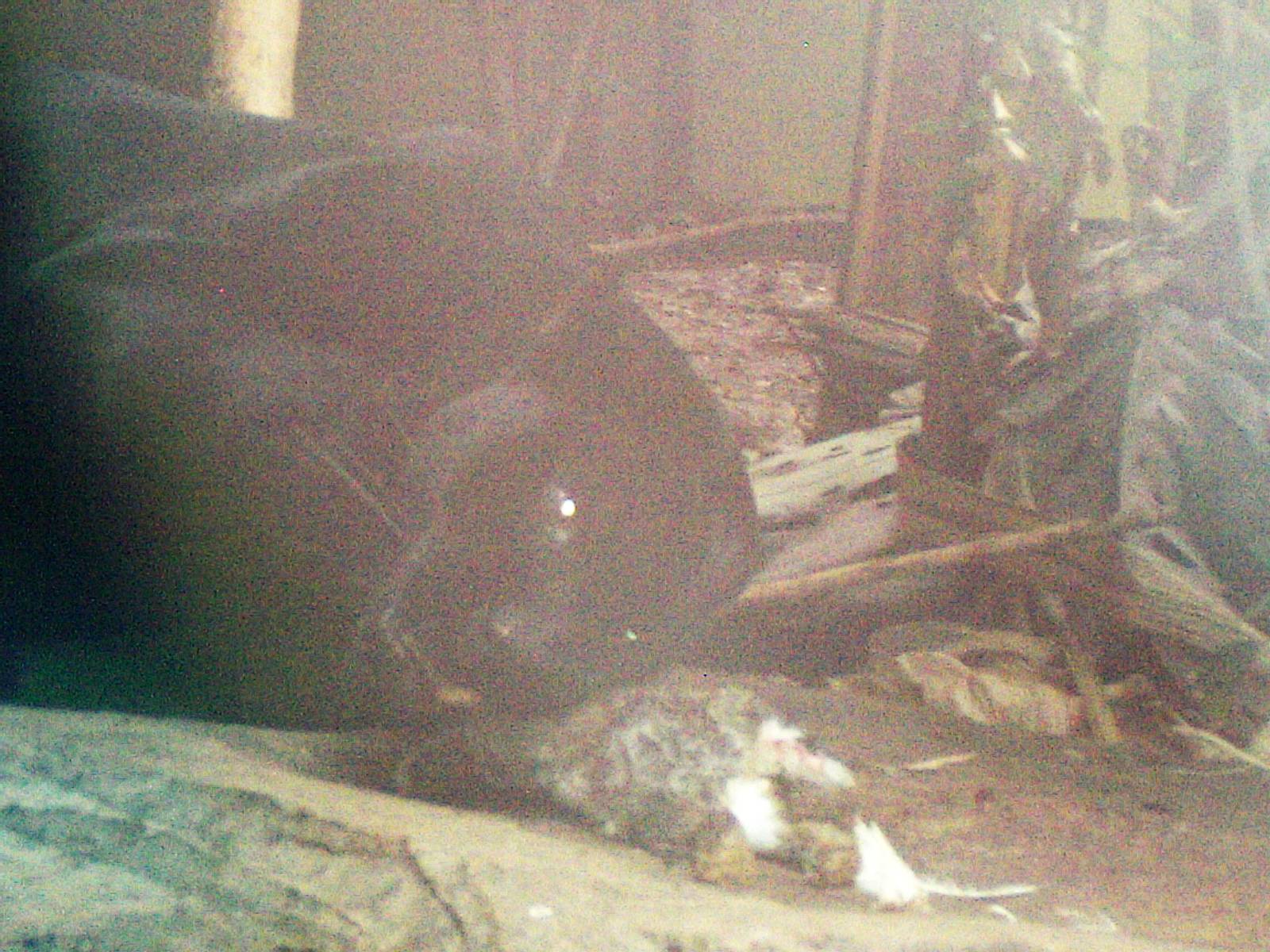 Black Jaguar Feeding On Rabbit