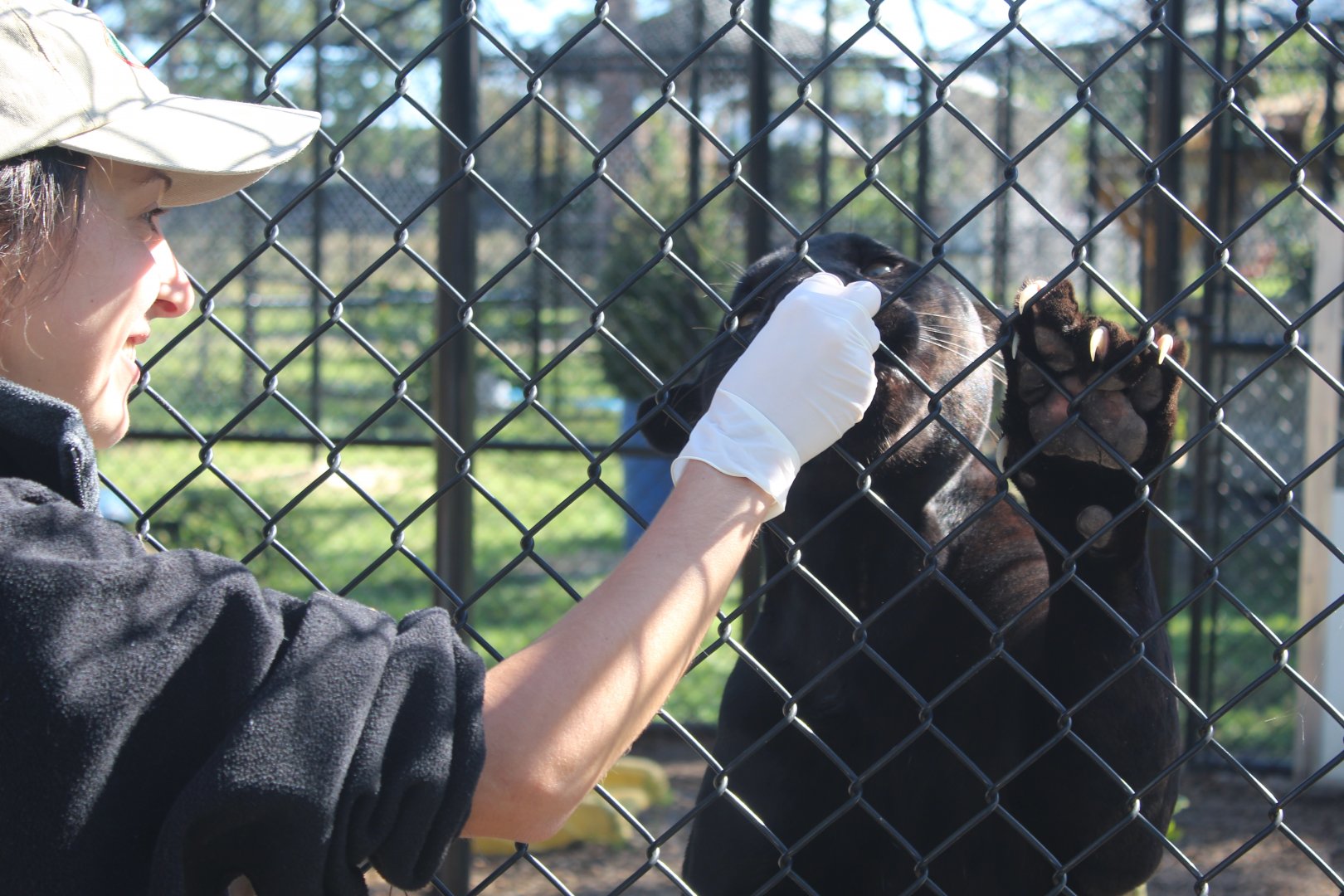 Black Jaguar Feeding