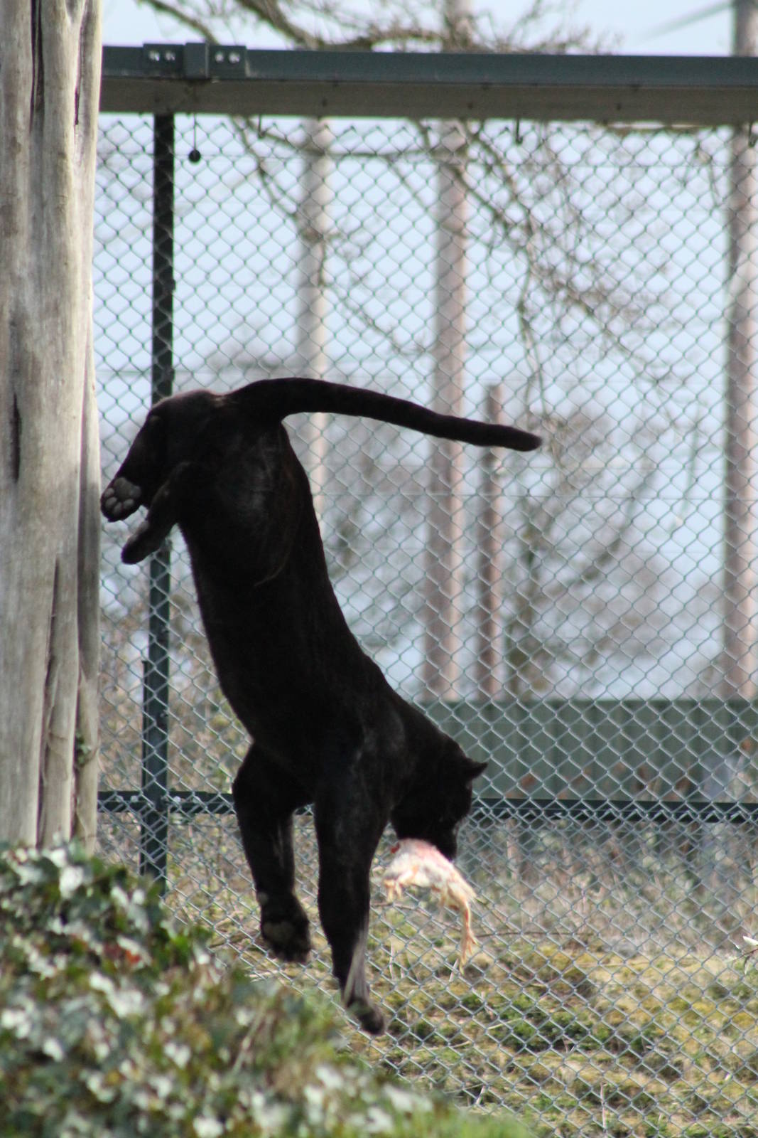 Black Jaguar - Goshi