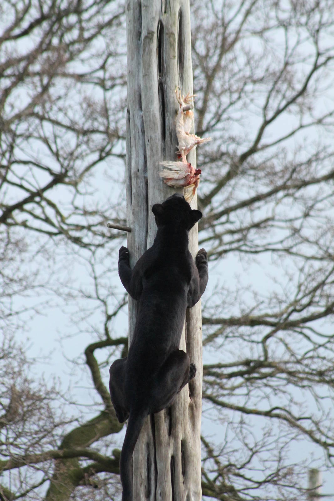 Black Jaguar - Goshi