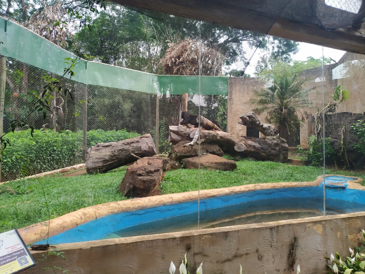 Black Jaguar Habitat