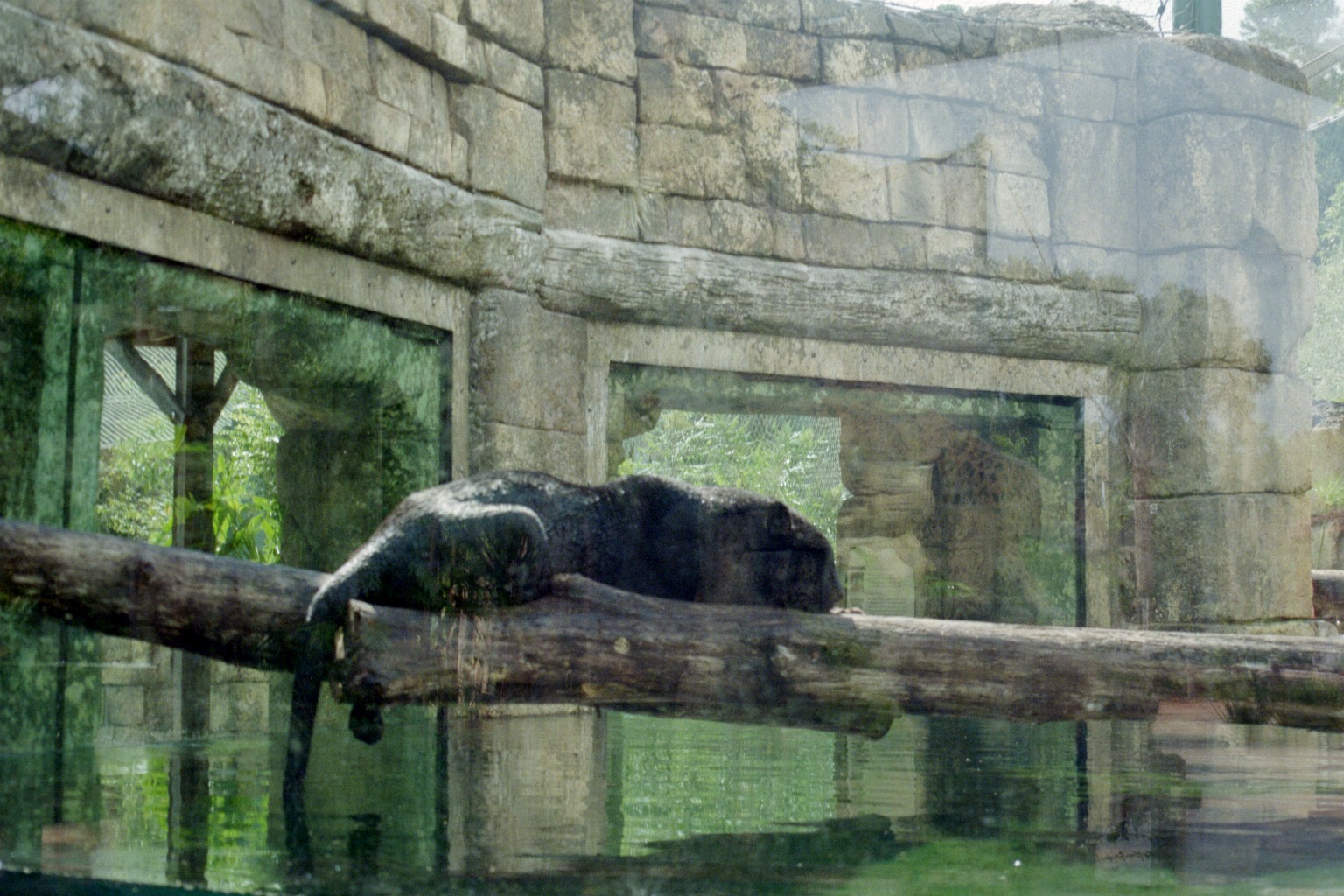 Black Jaguar - Jacksonville Zoo