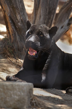 black jaguar - male