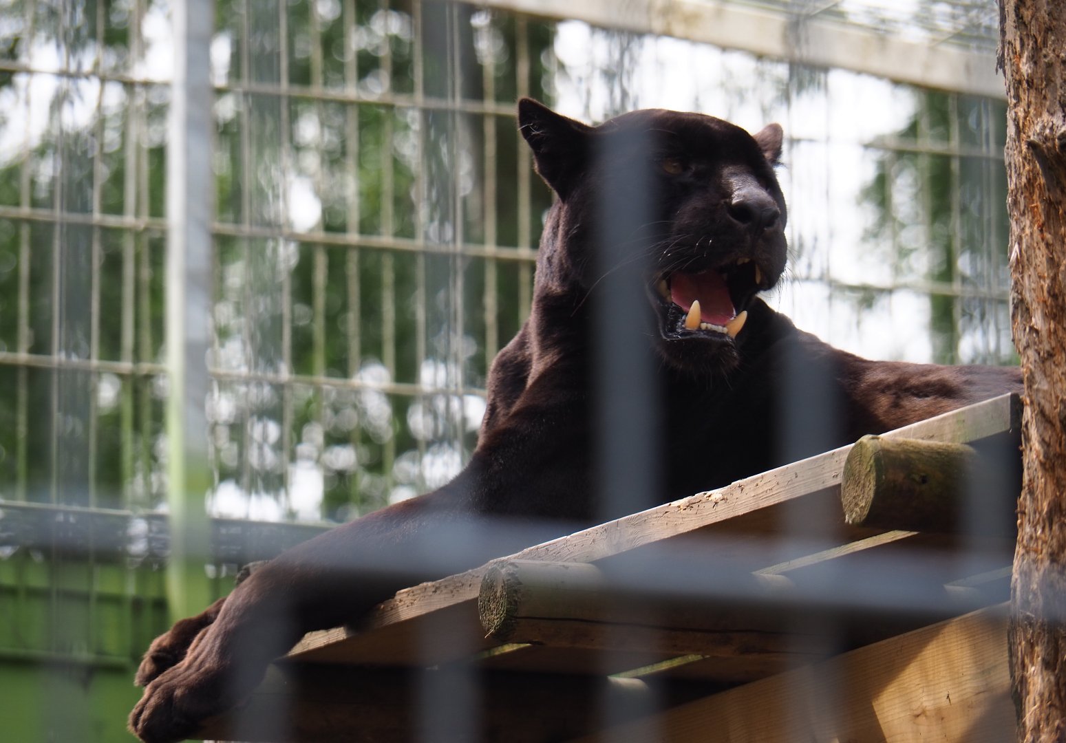 Black jaguar (Panthera onca), 2019-05-25